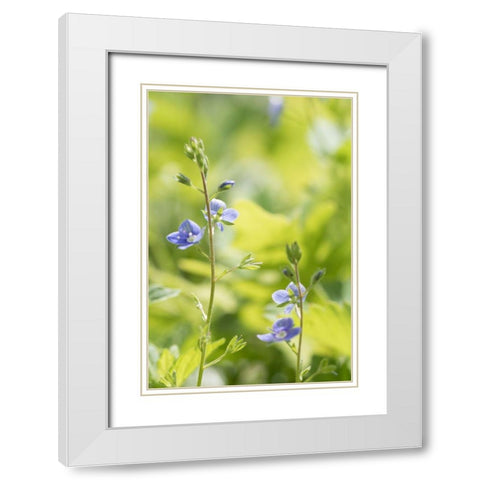 Meadow White Modern Wood Framed Art Print with Double Matting by Stalus, Judy