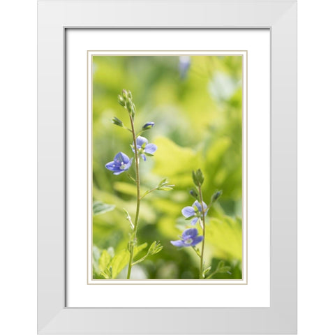Meadow White Modern Wood Framed Art Print with Double Matting by Stalus, Judy