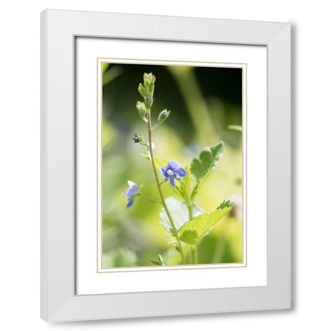 Sunshine White Modern Wood Framed Art Print with Double Matting by Stalus, Judy