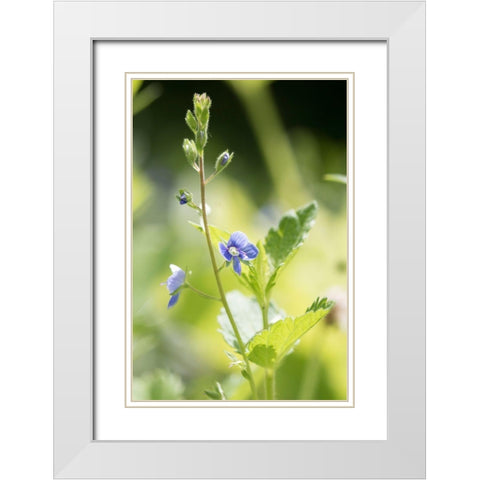 Sunshine White Modern Wood Framed Art Print with Double Matting by Stalus, Judy