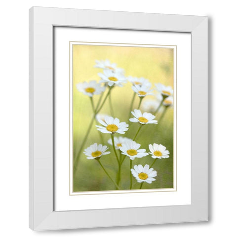Daisies White Modern Wood Framed Art Print with Double Matting by Stalus, Judy