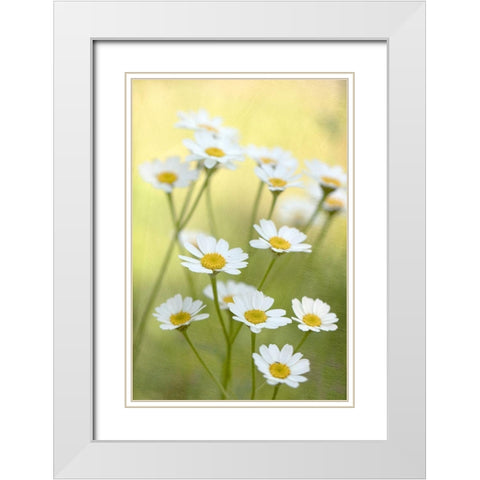 Daisies White Modern Wood Framed Art Print with Double Matting by Stalus, Judy