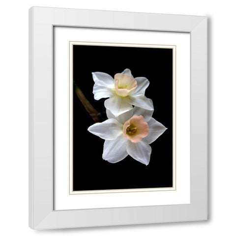 Pink Narcissus White Modern Wood Framed Art Print with Double Matting by Stalus, Judy