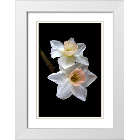 Pink Narcissus White Modern Wood Framed Art Print with Double Matting by Stalus, Judy