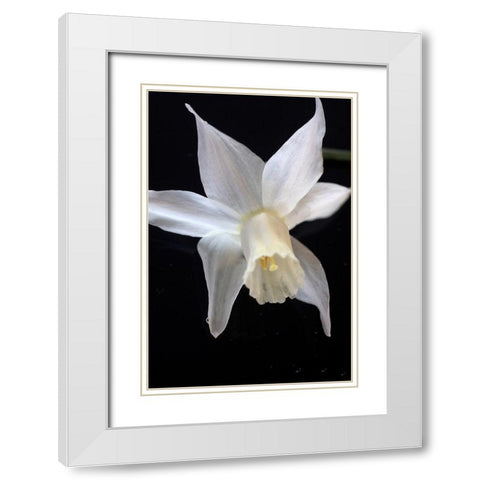 White Jonquil White Modern Wood Framed Art Print with Double Matting by Stalus, Judy