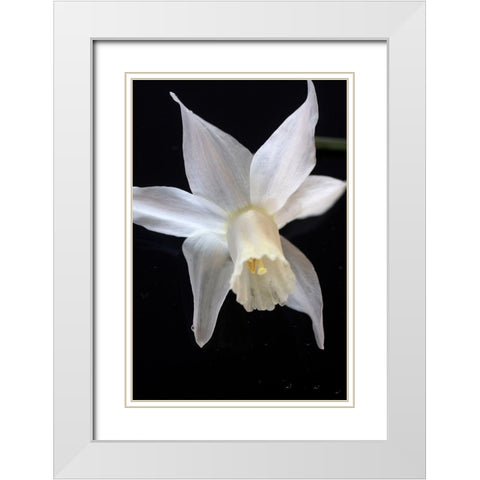 White Jonquil White Modern Wood Framed Art Print with Double Matting by Stalus, Judy