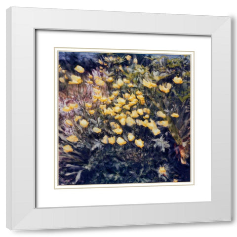 Buttercups White Modern Wood Framed Art Print with Double Matting by Stalus, Judy