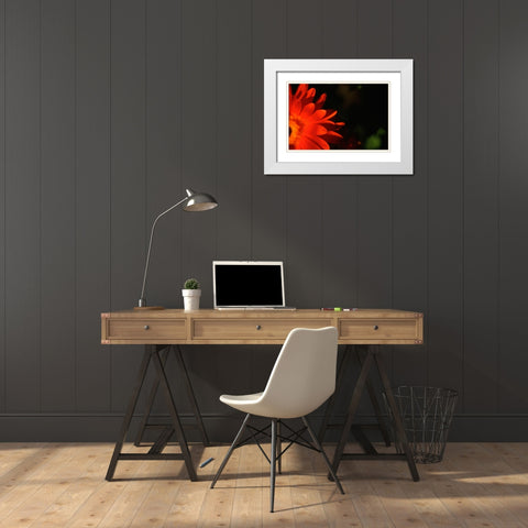 Red Sun White Modern Wood Framed Art Print with Double Matting by Stalus, Judy