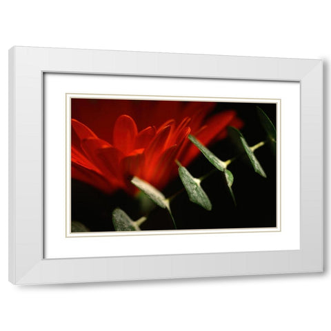 Red Daisy White Modern Wood Framed Art Print with Double Matting by Stalus, Judy