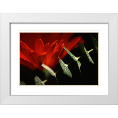 Red Daisy White Modern Wood Framed Art Print with Double Matting by Stalus, Judy
