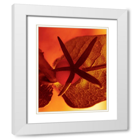 Sun Kissed I White Modern Wood Framed Art Print with Double Matting by Surma And Guillen