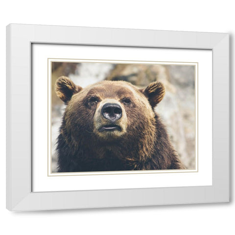 Bear Stare I White Modern Wood Framed Art Print with Double Matting by Smith, Karen