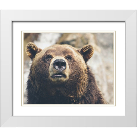 Bear Stare I White Modern Wood Framed Art Print with Double Matting by Smith, Karen