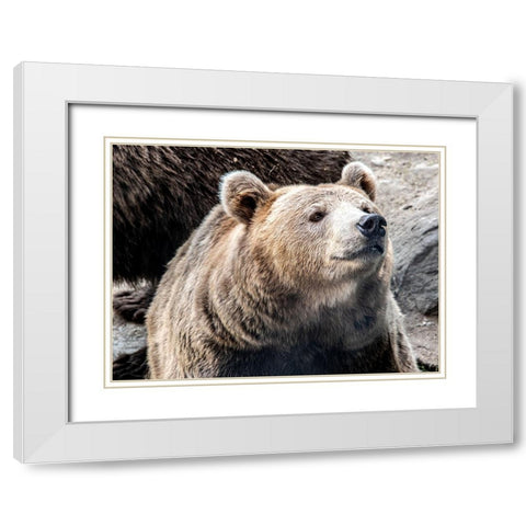 Bear Stare II White Modern Wood Framed Art Print with Double Matting by Smith, Karen