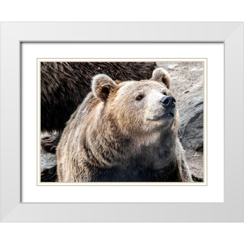 Bear Stare II White Modern Wood Framed Art Print with Double Matting by Smith, Karen
