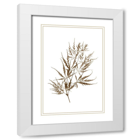 Japanese Maple White Modern Wood Framed Art Print with Double Matting by Stalus, Judy