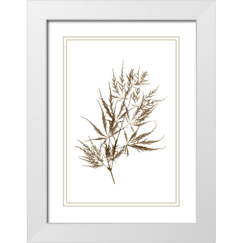 Japanese Maple White Modern Wood Framed Art Print with Double Matting by Stalus, Judy