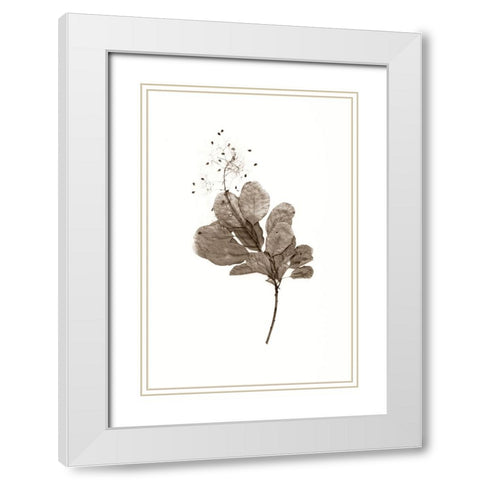 Filipendula White Modern Wood Framed Art Print with Double Matting by Stalus, Judy
