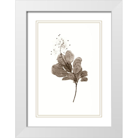 Filipendula White Modern Wood Framed Art Print with Double Matting by Stalus, Judy