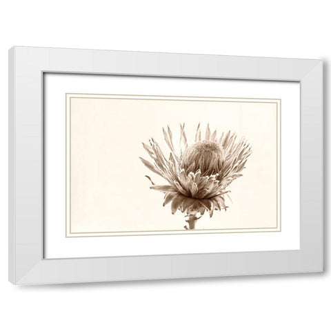 Protea Relic White Modern Wood Framed Art Print with Double Matting by Stalus, Judy