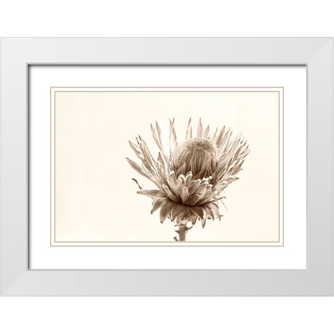 Protea Relic White Modern Wood Framed Art Print with Double Matting by Stalus, Judy