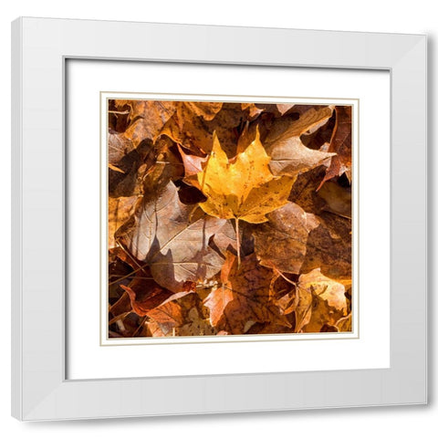 Yellow Leaf White Modern Wood Framed Art Print with Double Matting by Stalus, Judy