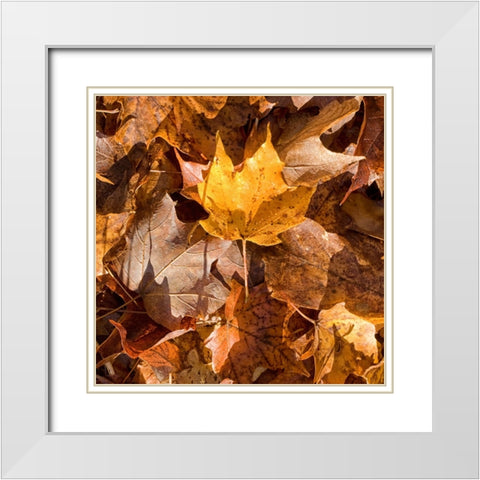 Yellow Leaf White Modern Wood Framed Art Print with Double Matting by Stalus, Judy