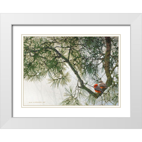 Bent Pine Bough with Vermillion Flycatchers White Modern Wood Framed Art Print with Double Matting by Vest, Christopher