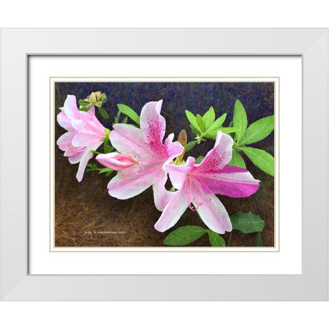 Pink Azaleas White Modern Wood Framed Art Print with Double Matting by Vest, Christopher