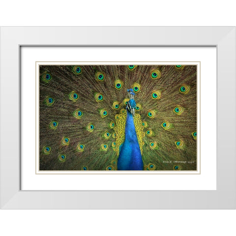 Peacock Display White Modern Wood Framed Art Print with Double Matting by Vest, Christopher