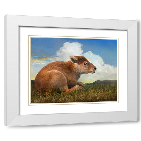 Bison Calf lying down White Modern Wood Framed Art Print with Double Matting by Vest, Christopher