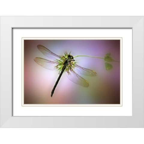 LibA lA lula White Modern Wood Framed Art Print with Double Matting by Hoffman, Jimmy