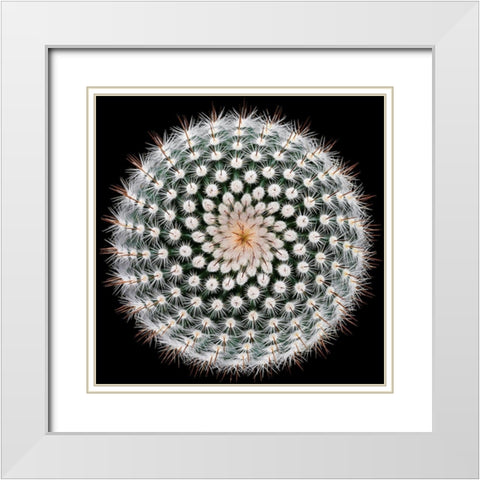 Notocactus scopa White Modern Wood Framed Art Print with Double Matting by Mozqueda, Victor