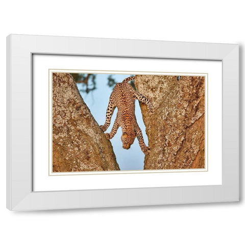 Upside Down White Modern Wood Framed Art Print with Double Matting by Catta, Alessandro