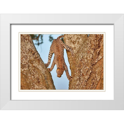 Upside Down White Modern Wood Framed Art Print with Double Matting by Catta, Alessandro