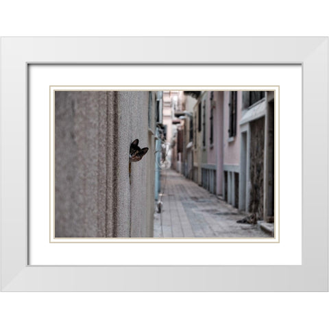 Dantel Street Cat White Modern Wood Framed Art Print with Double Matting by Ayer, Ali