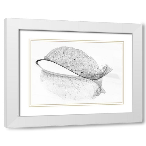 The old leaf White Modern Wood Framed Art Print with Double Matting by Holmstrom, Katarina