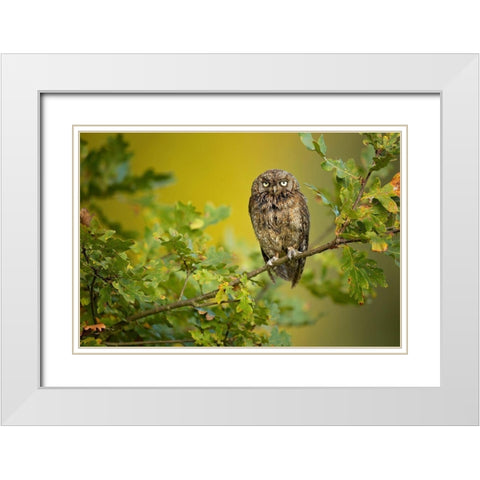 Eurasian Scops Owl White Modern Wood Framed Art Print with Double Matting by Zygmunt, Milan
