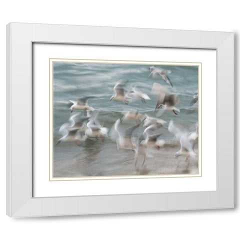 Birds White Modern Wood Framed Art Print with Double Matting by Thorberntsson, Claes