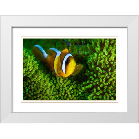 Yellow clownfish on green anemon White Modern Wood Framed Art Print with Double Matting by Gabriel, Barathieu