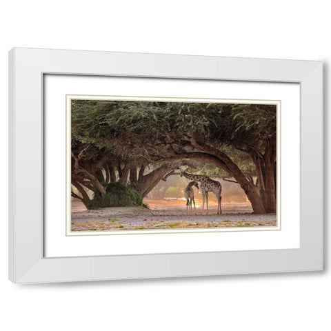 Giraffe - Namibia White Modern Wood Framed Art Print with Double Matting by Damico, Giuseppe