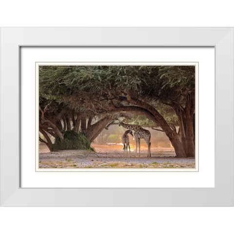 Giraffe - Namibia White Modern Wood Framed Art Print with Double Matting by Damico, Giuseppe