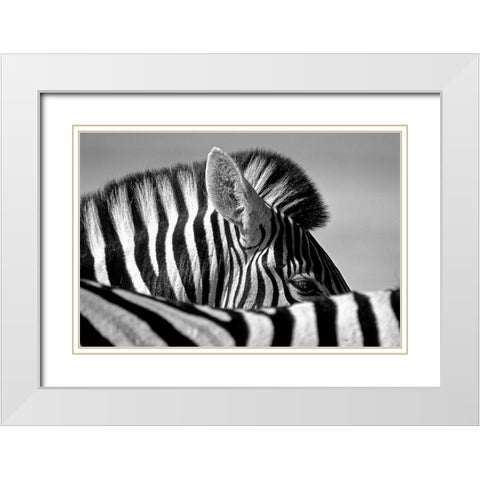 Curious Zebra White Modern Wood Framed Art Print with Double Matting by Pelissier, Marc
