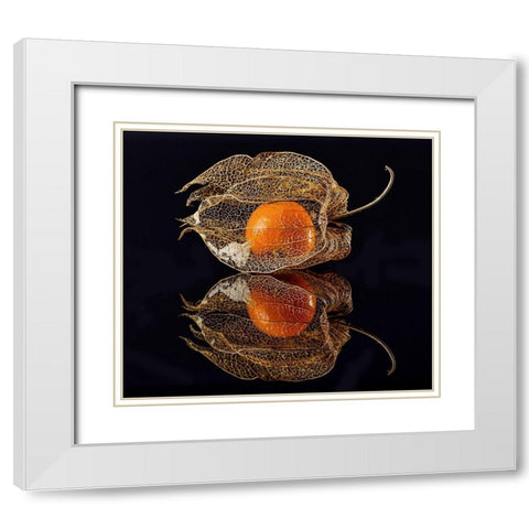 Physalis White Modern Wood Framed Art Print with Double Matting by Grosshanten, Klaus