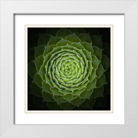 Succulent White Modern Wood Framed Art Print with Double Matting by Mozqueda, Victor