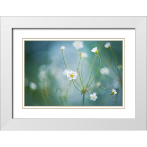 Rock Jasmine White Modern Wood Framed Art Print with Double Matting by Parker, Jacky