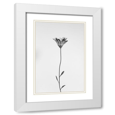 Daisy White Modern Wood Framed Art Print with Double Matting by Lagandre, Thierry