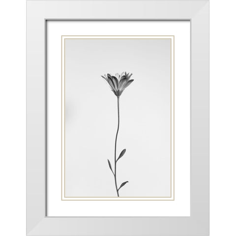 Daisy White Modern Wood Framed Art Print with Double Matting by Lagandre, Thierry