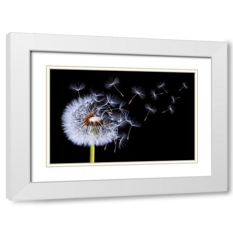 Dandelion Blowing White Modern Wood Framed Art Print with Double Matting by Hamiti, Bess