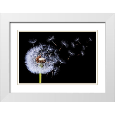 Dandelion Blowing White Modern Wood Framed Art Print with Double Matting by Hamiti, Bess